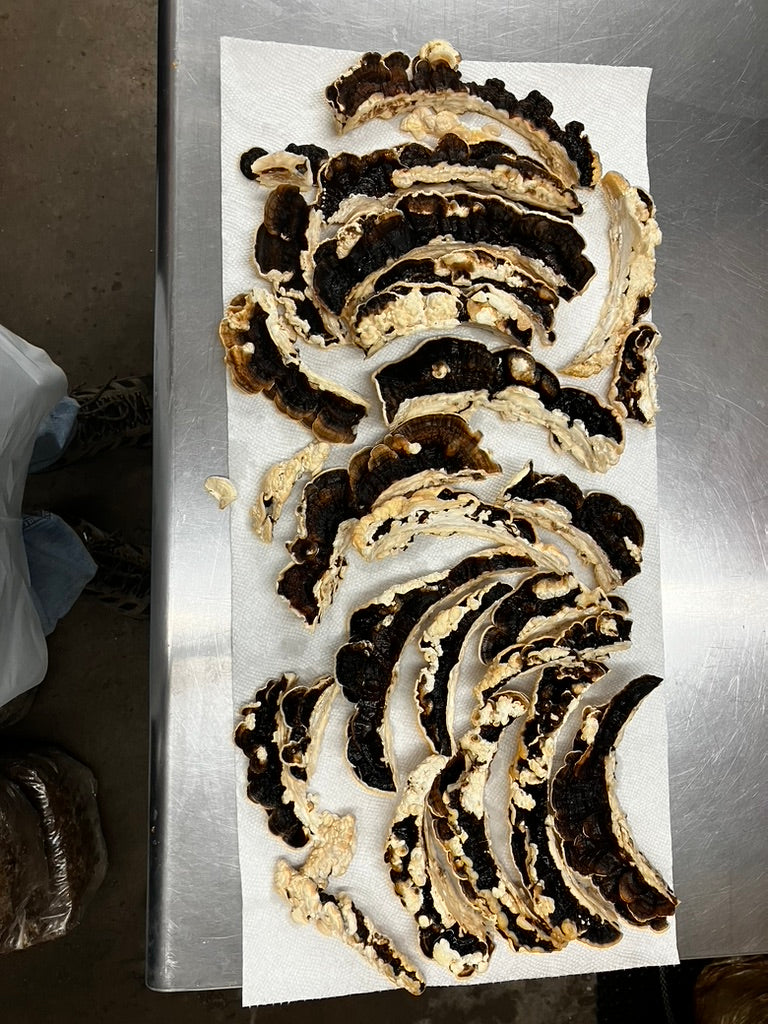 Turkey Tail Mycelium Grain Spawn