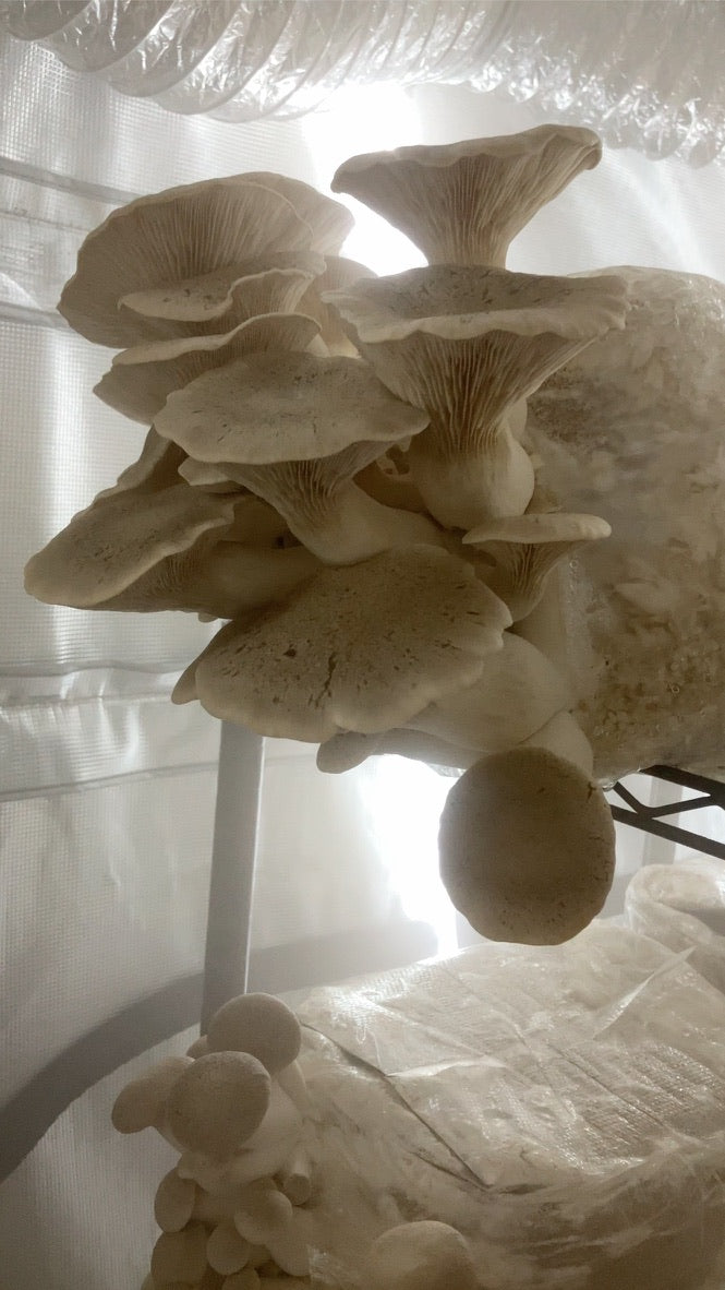 King Trumpet (Master Culture Slant) – Mycology Research Grade