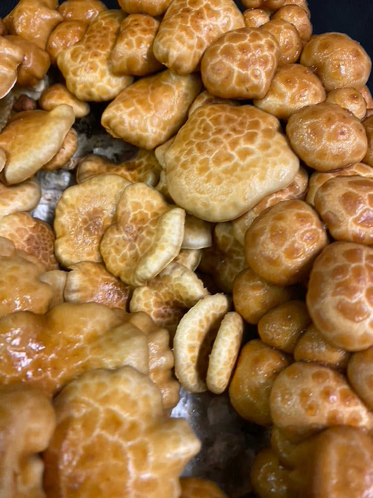 Nameko/Pholiota Nameko (Master Culture Slant) – Mycology Research Grade