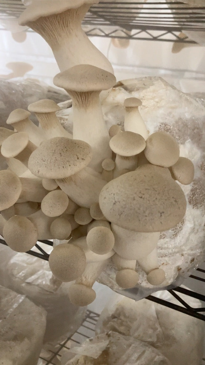 King Trumpet (Master Culture Slant) – Mycology Research Grade