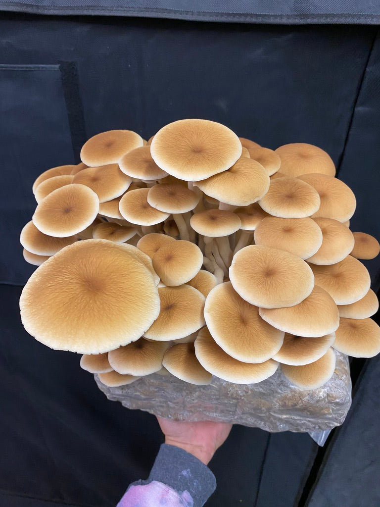 Pioppino Mycelium Grain Spawn