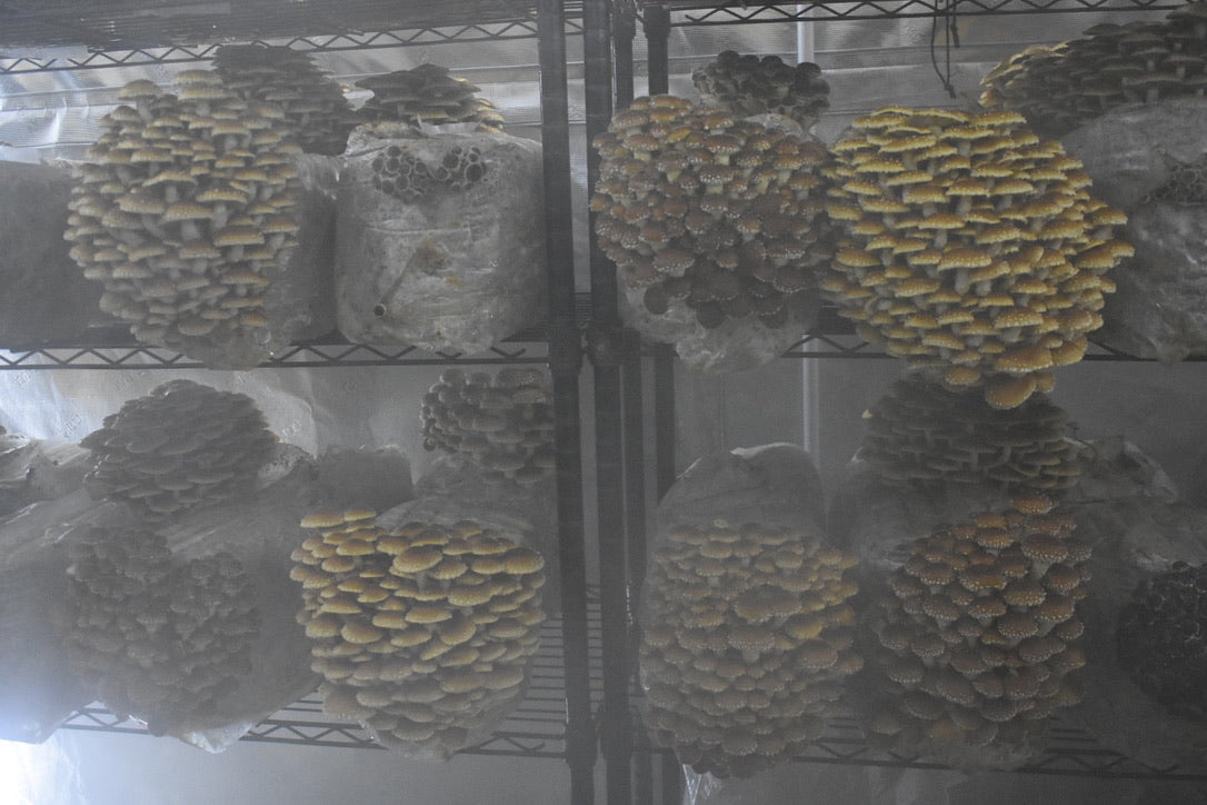 Chestnut Mycelium Grain Spawn