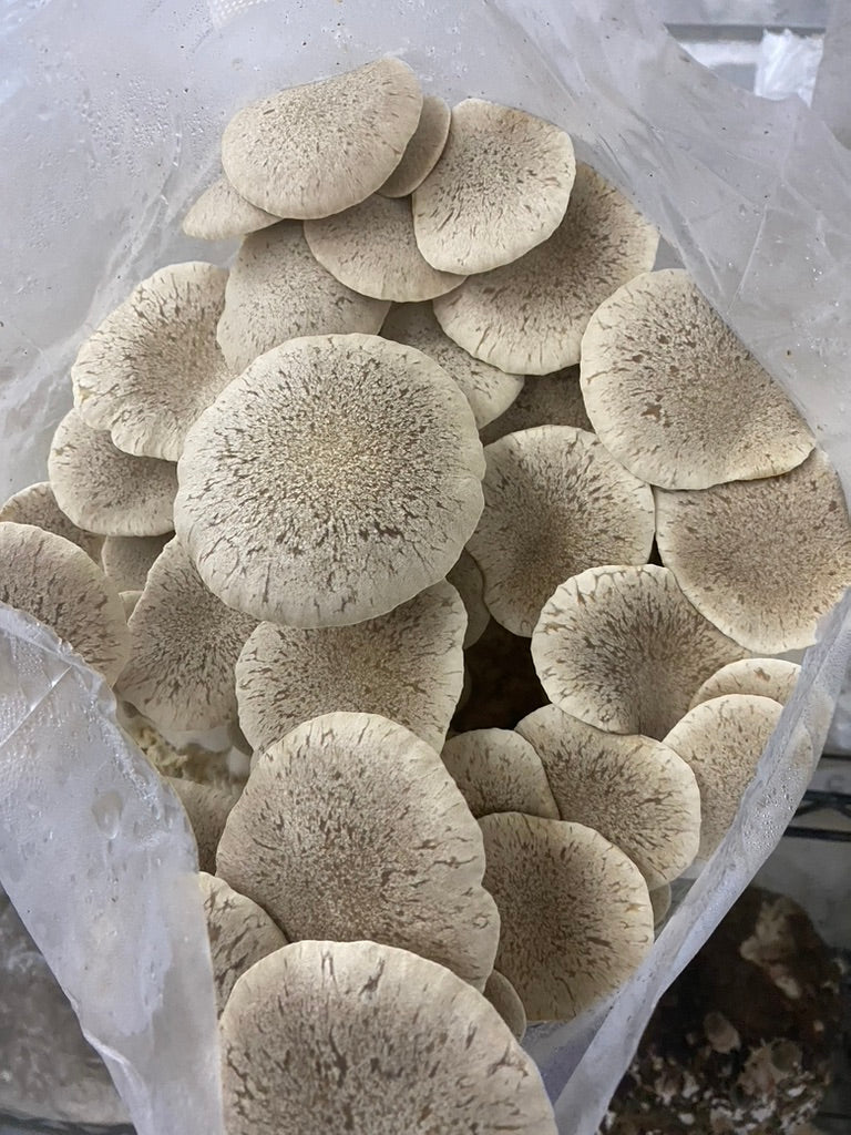 King Trumpet (Master Culture Slant) – Mycology Research Grade