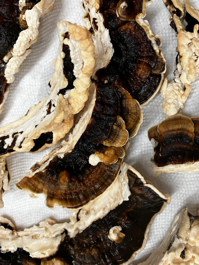 Turkey Tail Mycelium Grain Spawn