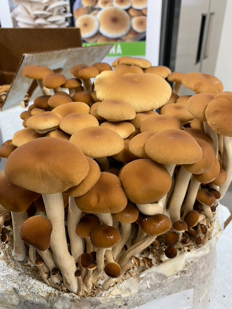 Pioppino/Agrocybe Aegerita (Master Culture Slant) – Mycology Research Grade