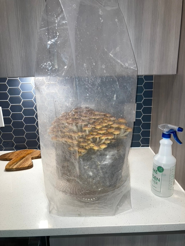 Chestnut/Pholiota Adiposa (Master Culture Slant) – Mycology Research Grade