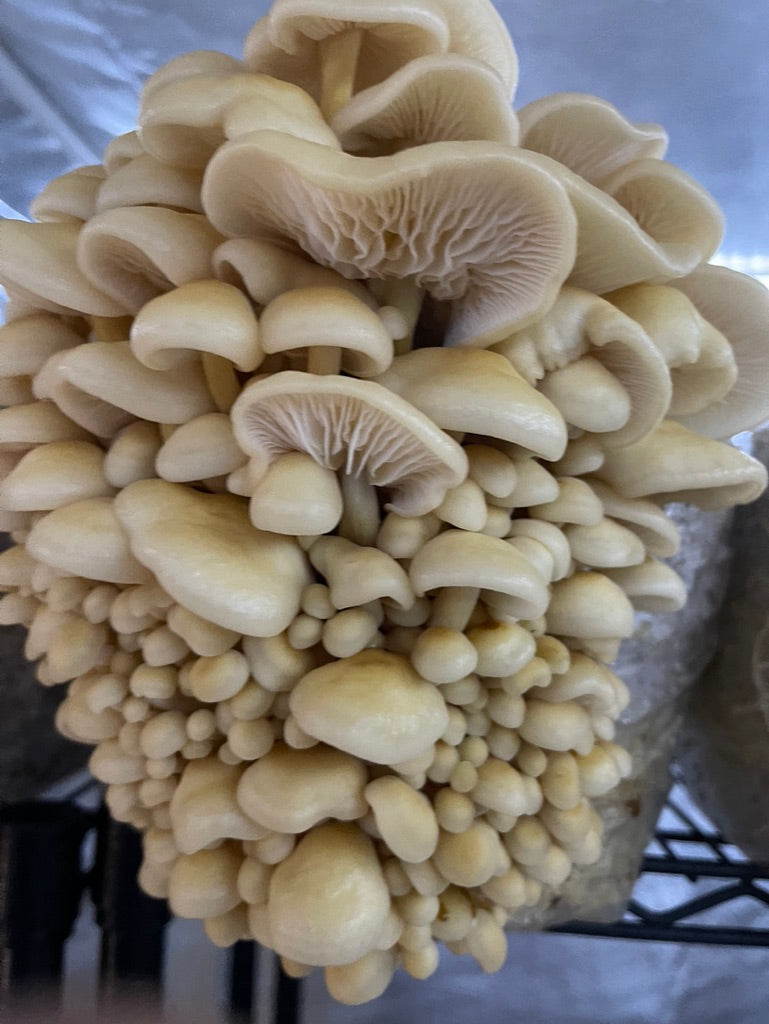 Golden Enoki (Master Culture Slant) – Mycology Research Grade