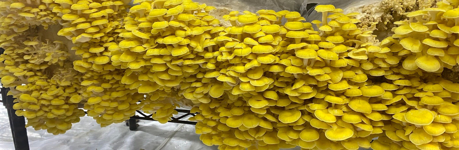Golden Oyster (Japan) Mycelium Liquid Culture