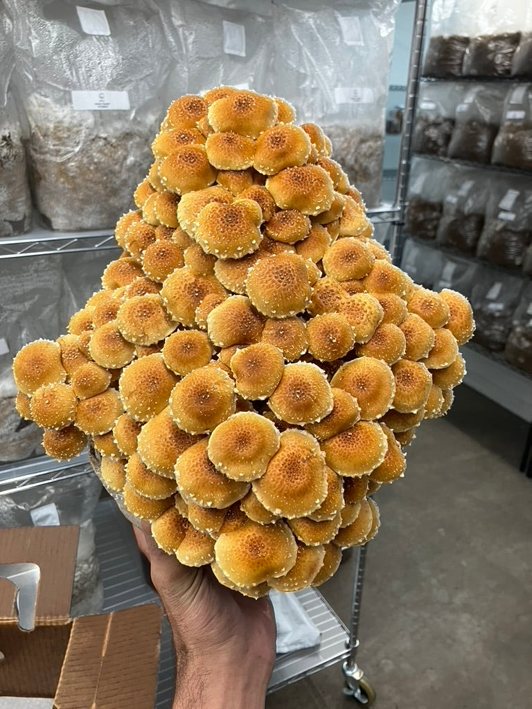 Chestnut/Pholiota Adiposa (Master Culture Slant) – Mycology Research Grade