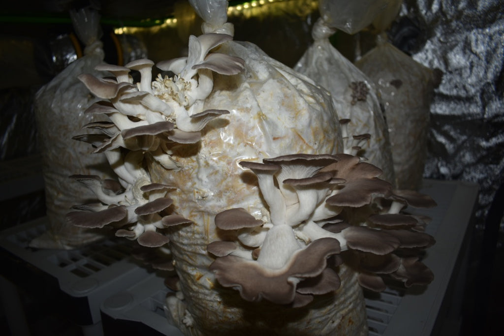 Italian Oyster Mycelium Grain Spawn