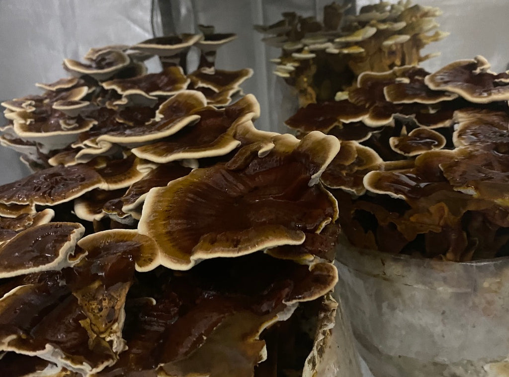Reishi Mycelium Grain Spawn