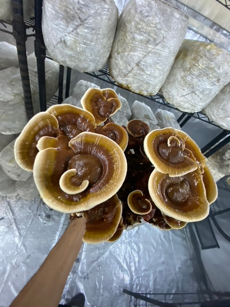Reishi Mycelium Grain Spawn