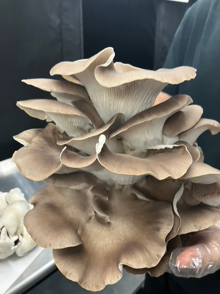 Italian Oyster Mycelium Grain Spawn