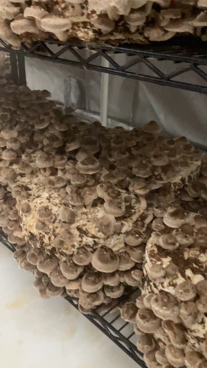 Lentinula Edodes- Shiitake 3782 (Master Culture Slant) – Mycology Research Grade