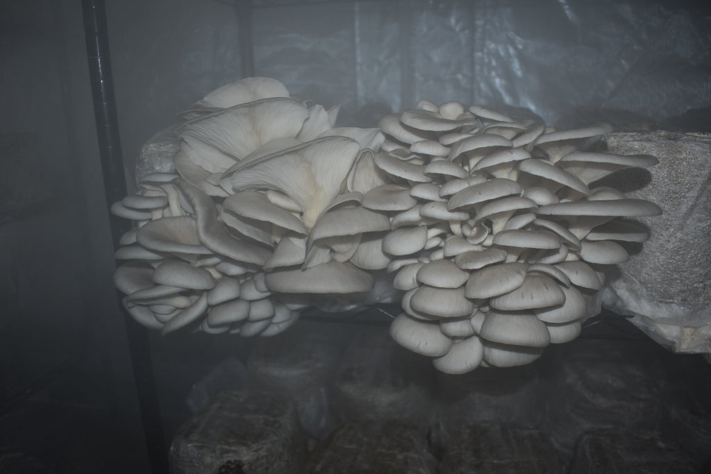 Blue Oyster California Mycelium Liquid Culture 10ml