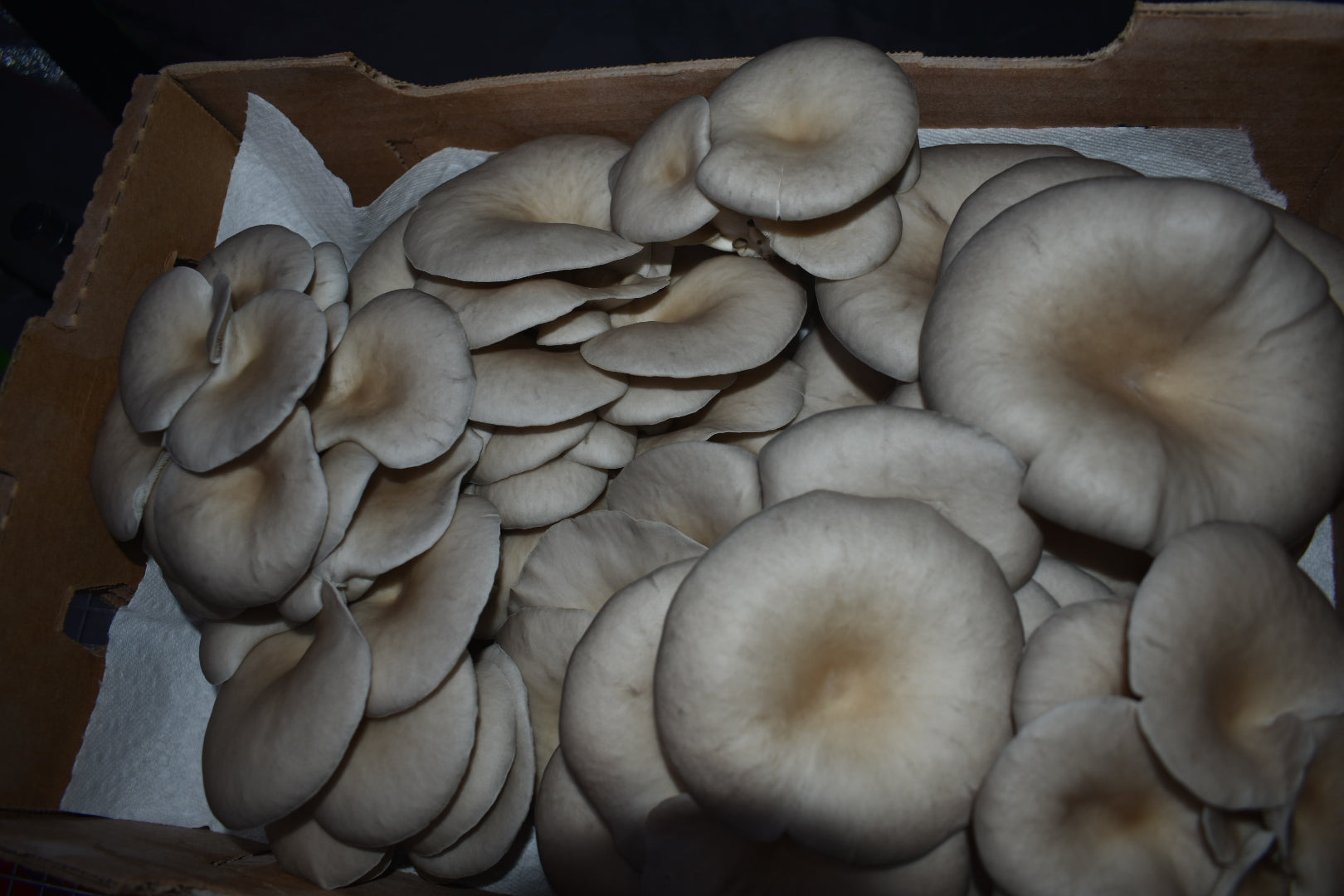 Blue Oyster California Mycelium Liquid Culture 10ml