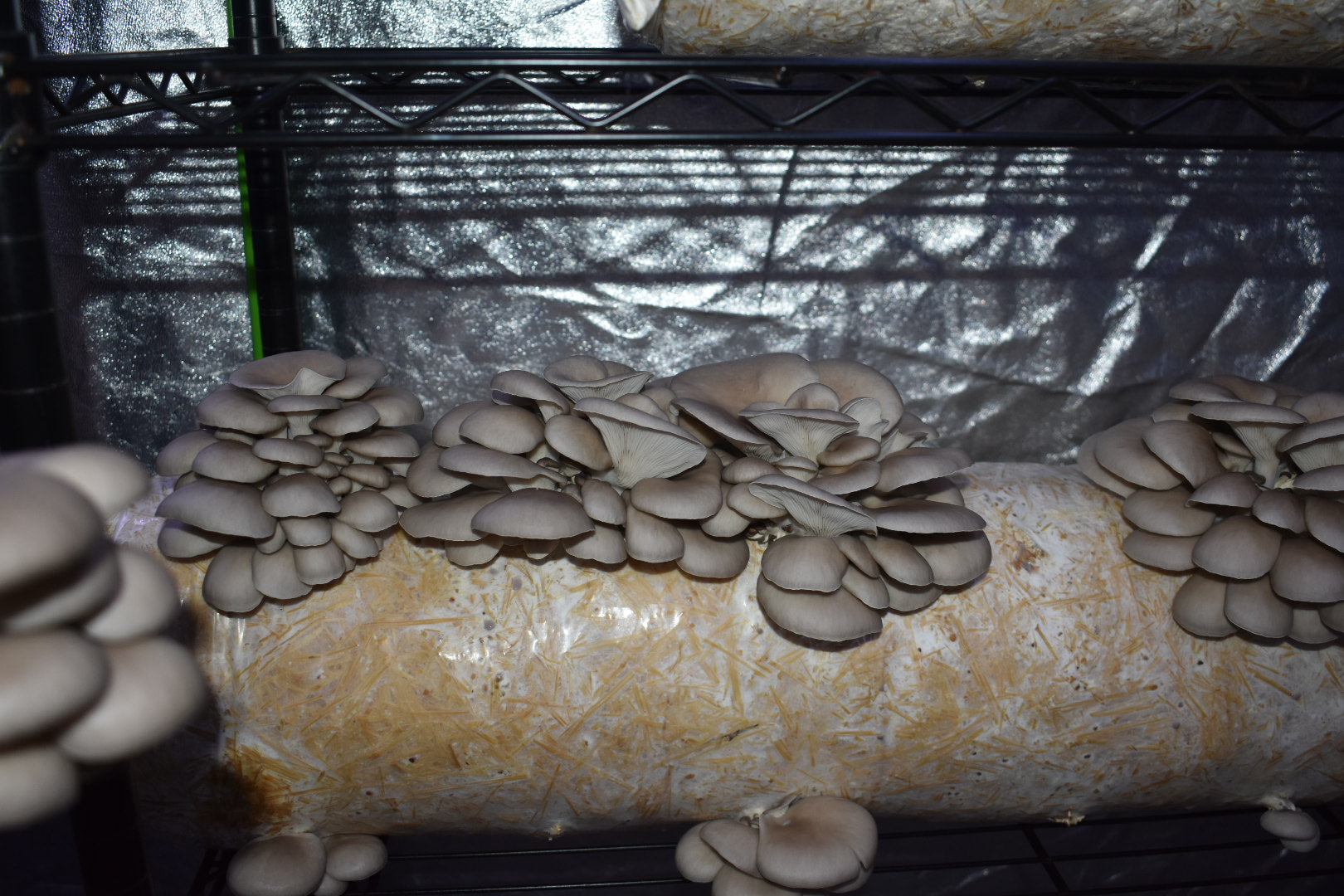 Blue Oyster California Mycelium Liquid Culture 10ml