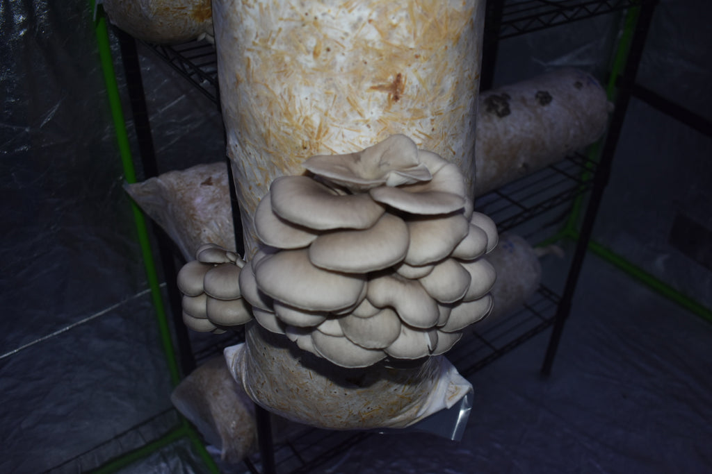 Blue Oyster California Mycelium Liquid Culture 10ml