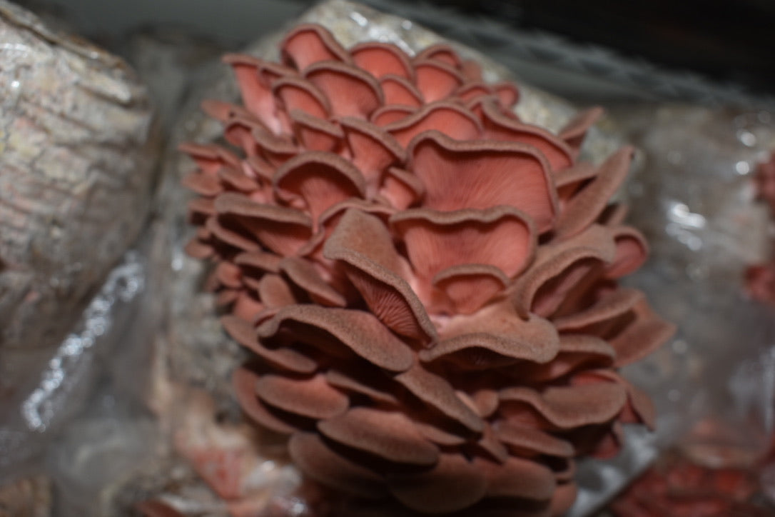 Pink Oyster JPN (Asia) (Master Culture Slant) – Mycology Research Grade