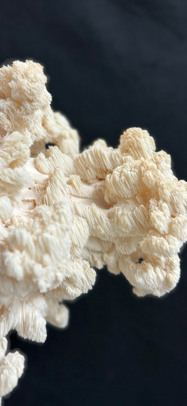 Comb Tooth Mycelium Grain Spawn