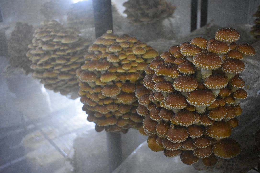 Chestnut Mycelium Grain Spawn