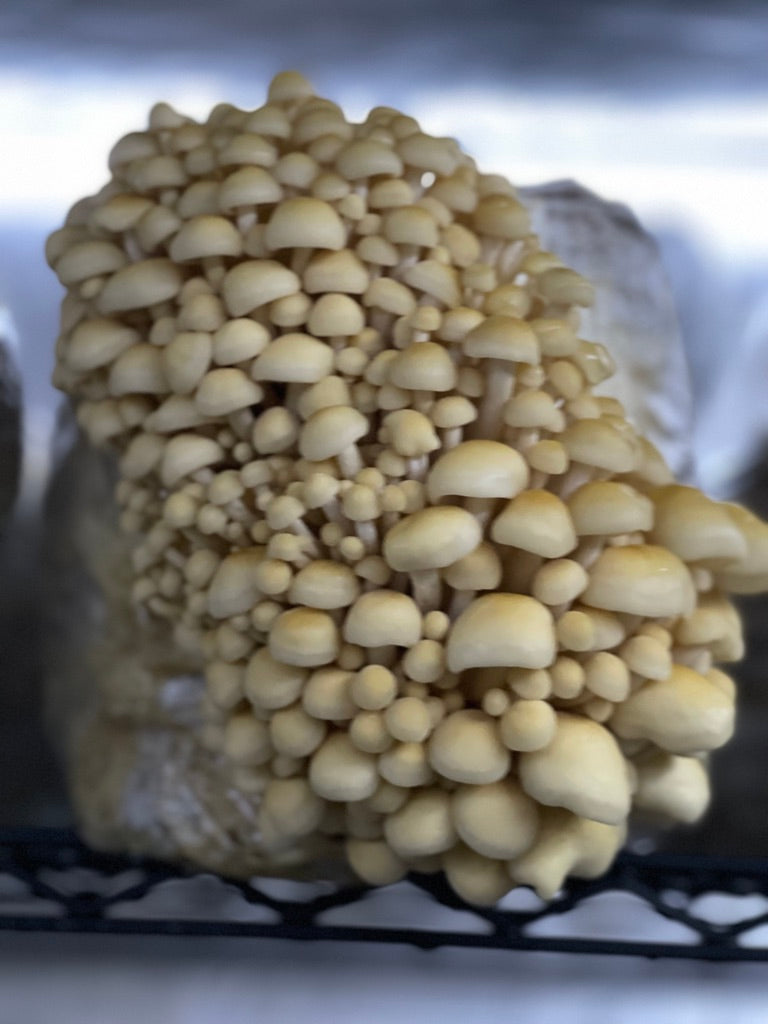 Golden Enoki (Master Culture Slant) – Mycology Research Grade
