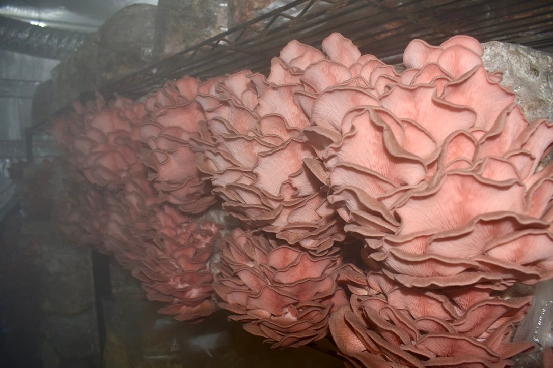 Pink Oyster JPN (Asia) (Master Culture Slant) – Mycology Research Grade