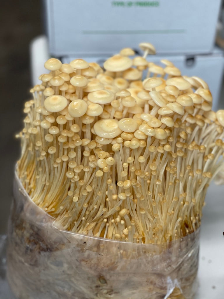Golden Enoki (Master Culture Slant) – Mycology Research Grade