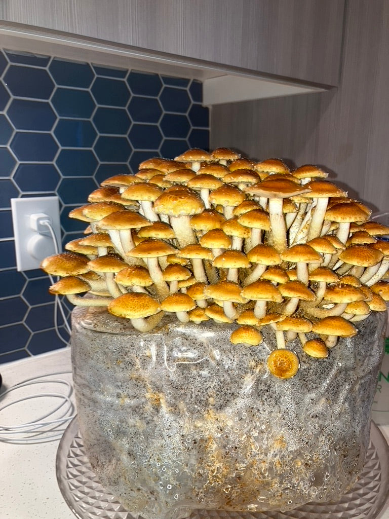 Chestnut/Pholiota Adiposa (Master Culture Slant) – Mycology Research Grade