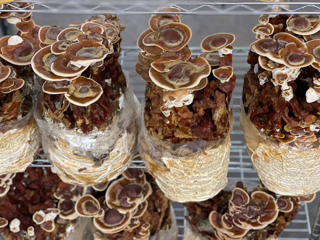Reishi Dual-Extract Tincture – Immune Balance & Daily Resilience