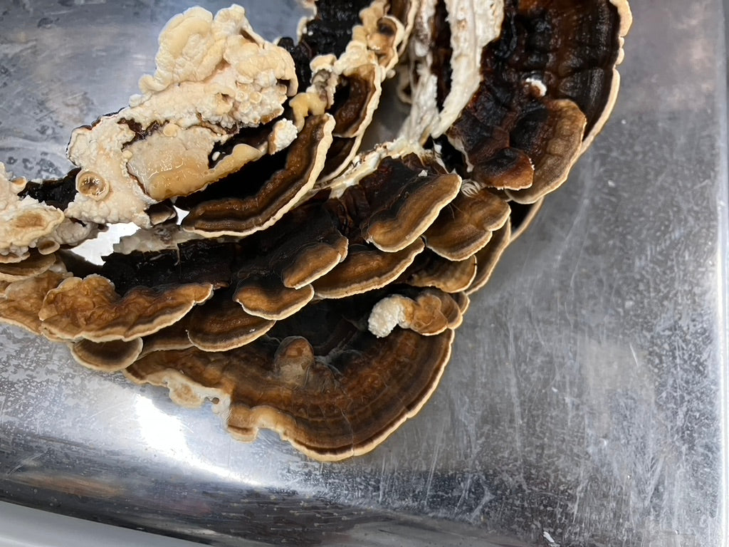 Turkey Tail Mycelium Grain Spawn