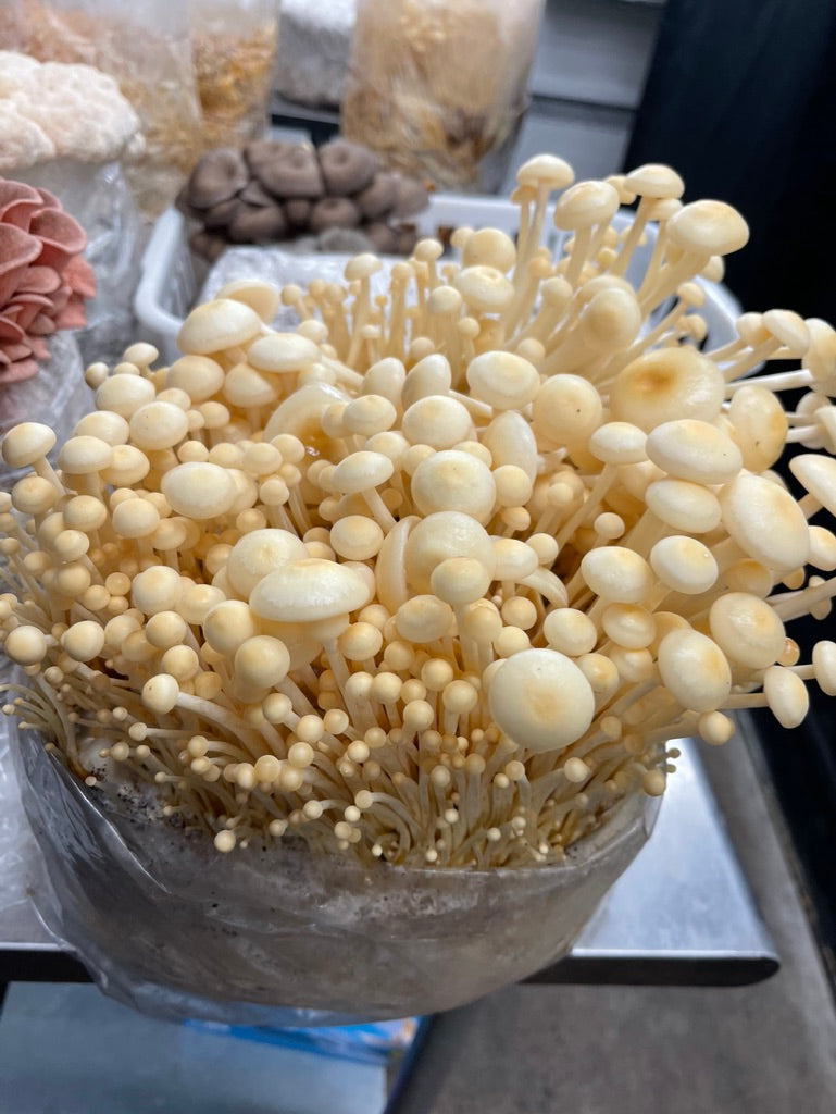 Golden Enoki (Master Culture Slant) – Mycology Research Grade