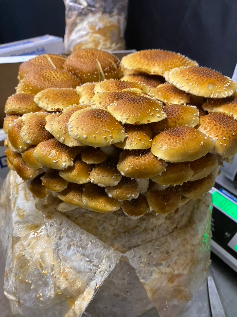 Chestnut Mycelium Grain Spawn