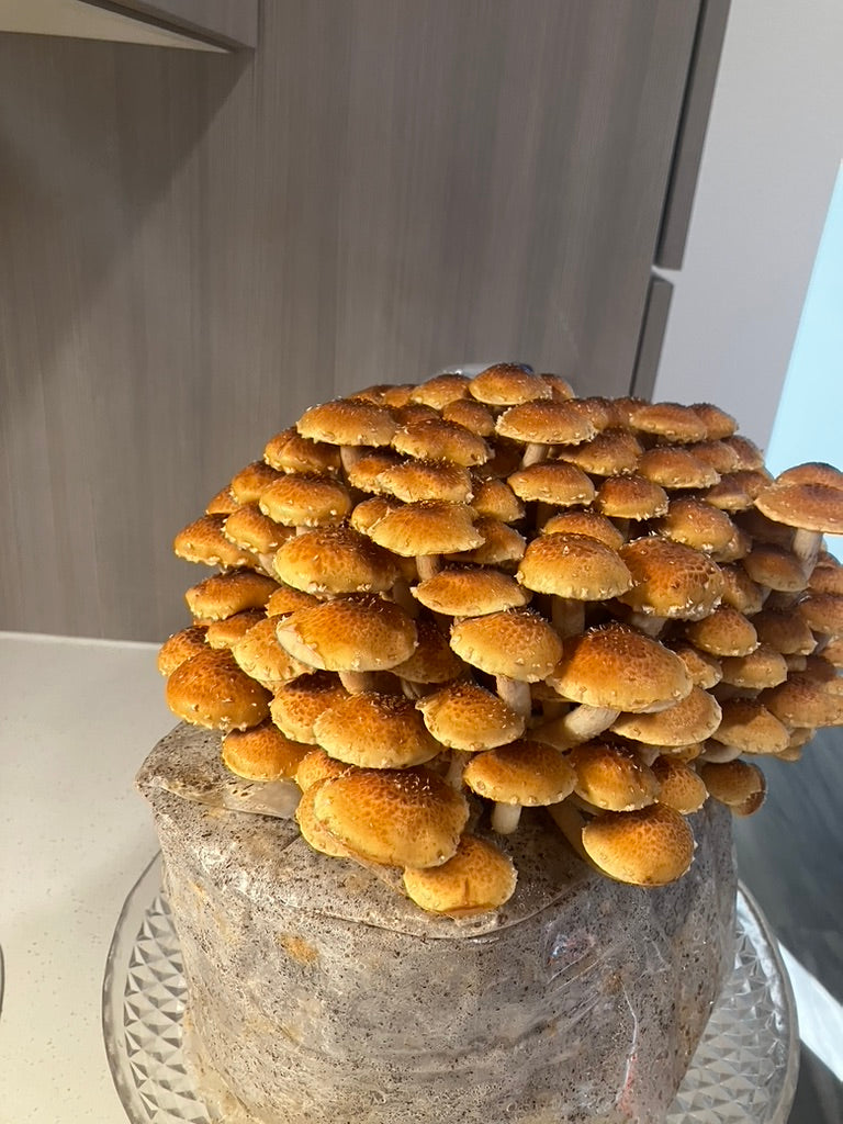 Chestnut/Pholiota Adiposa (Master Culture Slant) – Mycology Research Grade