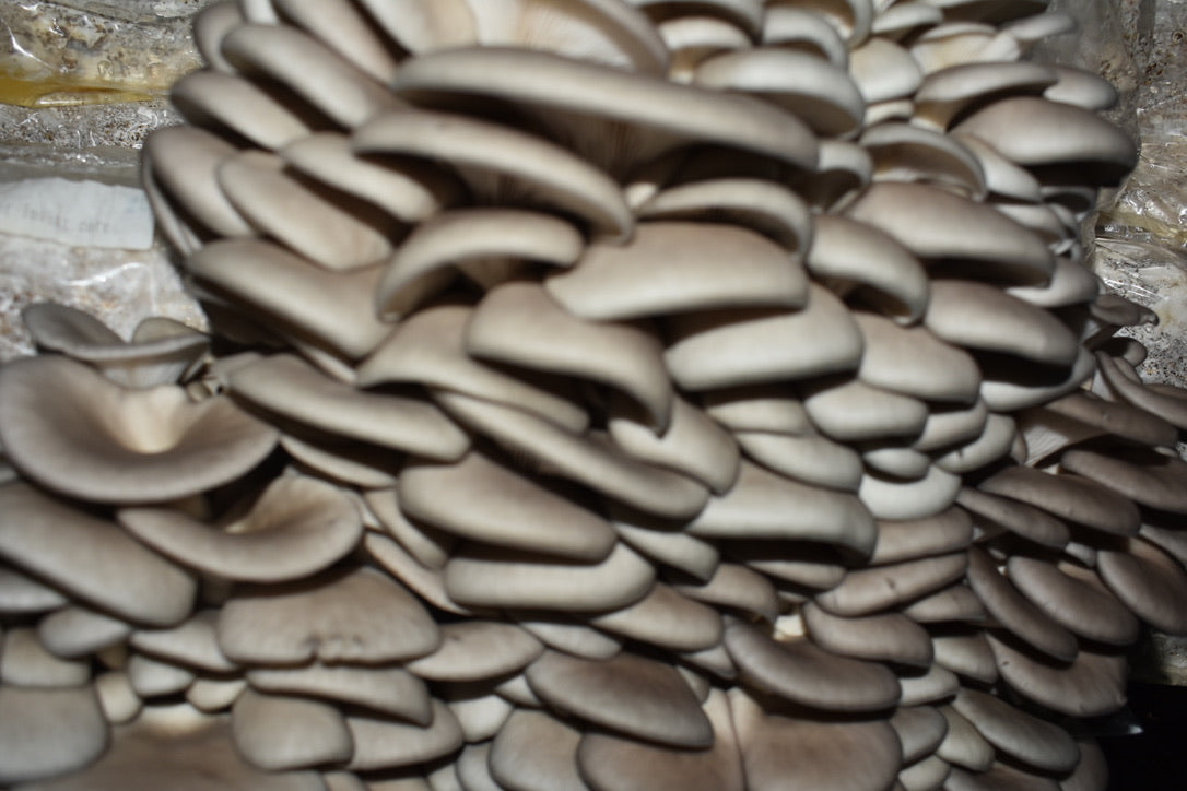 Blue/California Oyster(Mycelium Agar Culture) – Mycology Research Grade