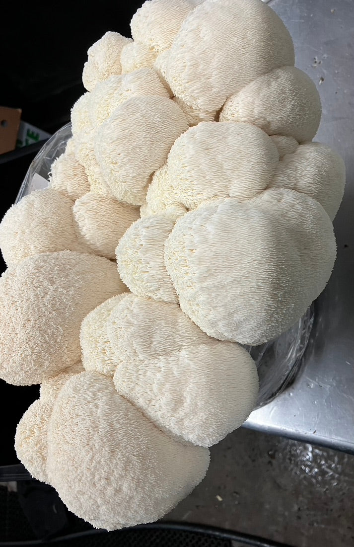 Lion’s Mane 4 (Master Culture Slant) – Mycology Research Grade