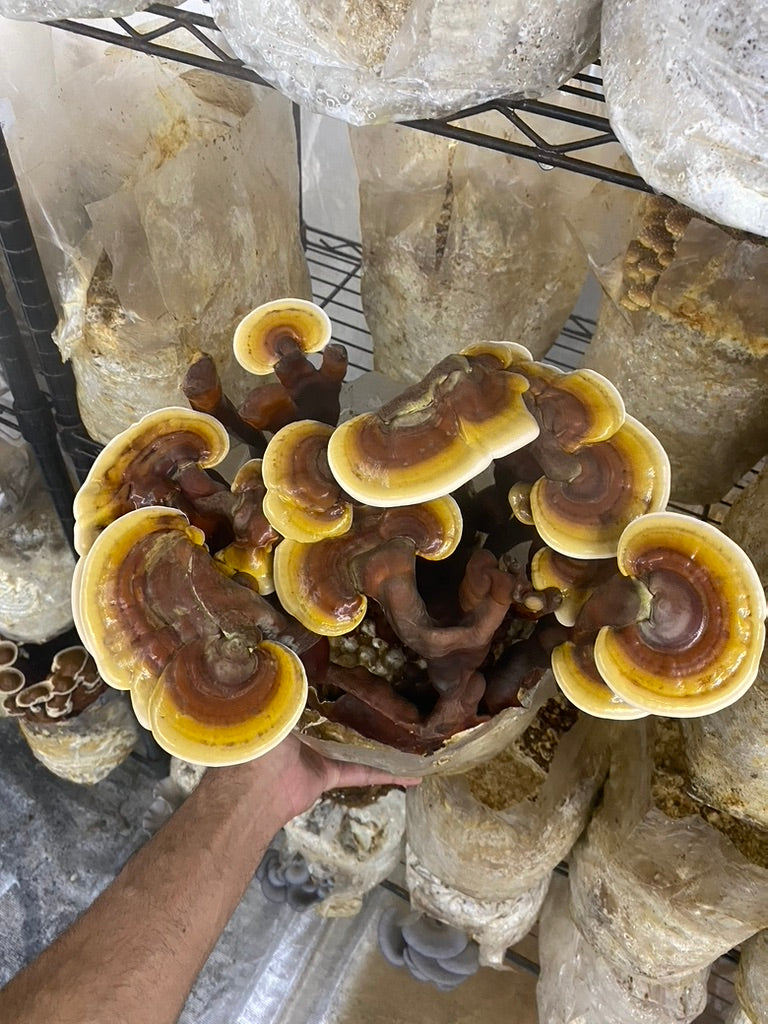 Reishi Mycelium Grain Spawn