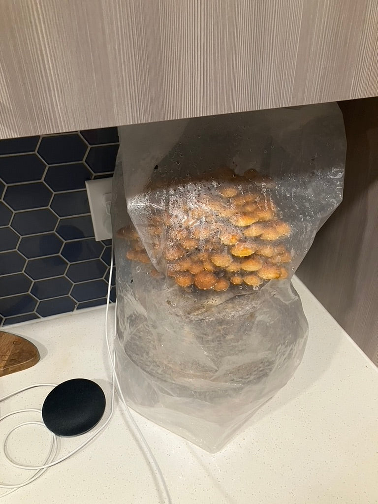 Chestnut/Pholiota Adiposa (Master Culture Slant) – Mycology Research Grade
