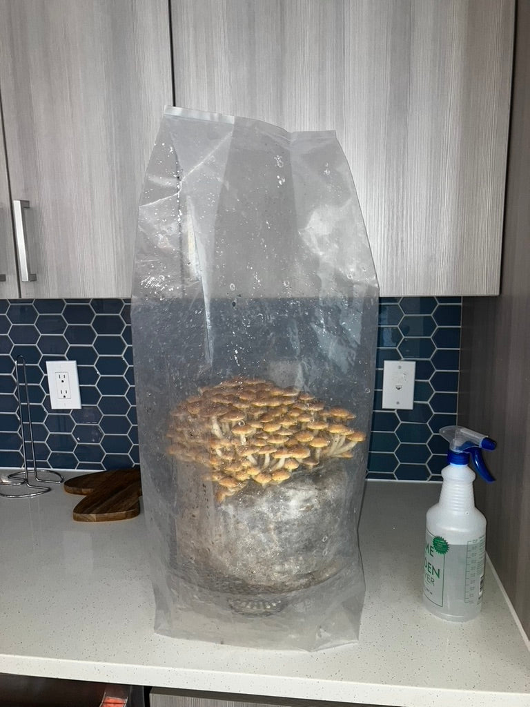 Chestnut/Pholiota Adiposa (Master Culture Slant) – Mycology Research Grade