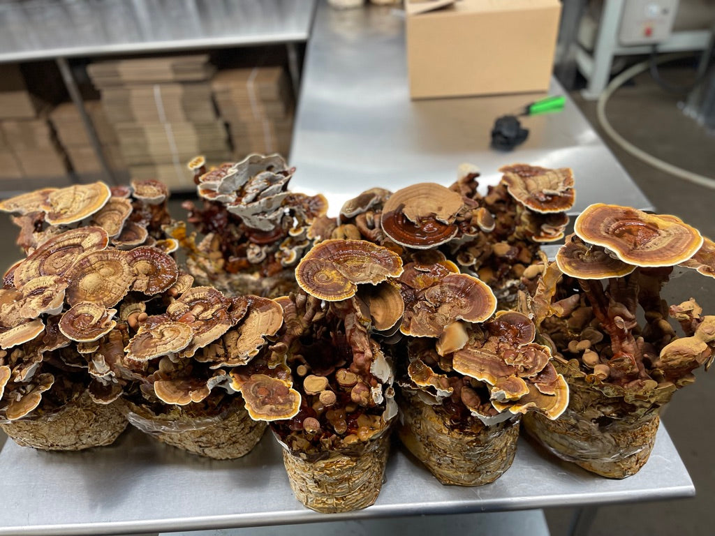 Reishi Dual-Extract Tincture – Immune Balance & Daily Resilience