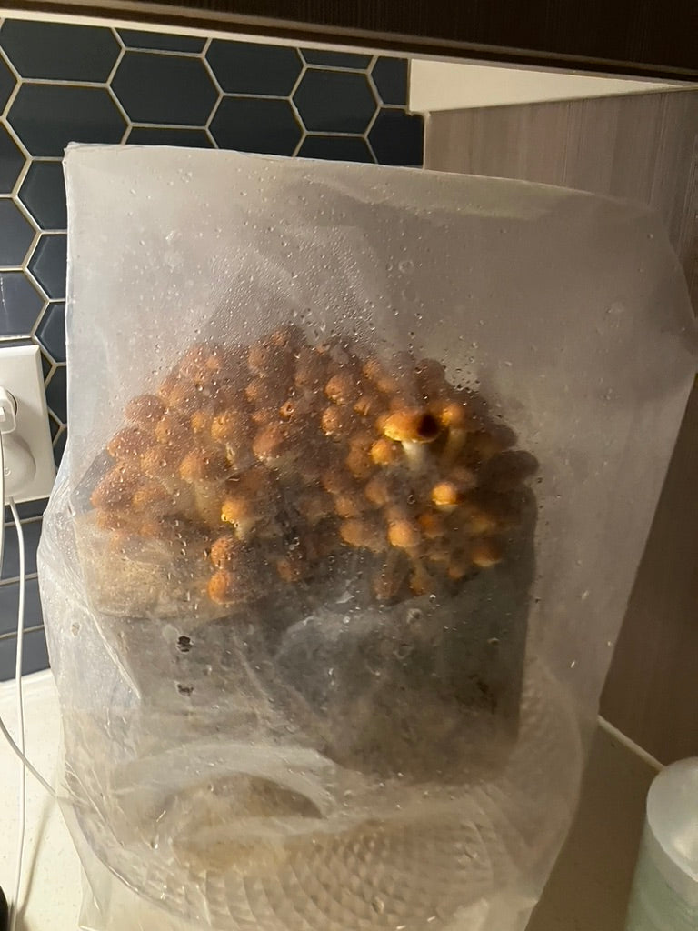 Chestnut/Pholiota Adiposa (Master Culture Slant) – Mycology Research Grade