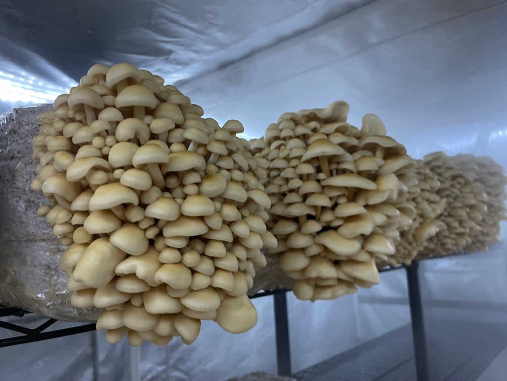 Golden Enoki (Master Culture Slant) – Mycology Research Grade