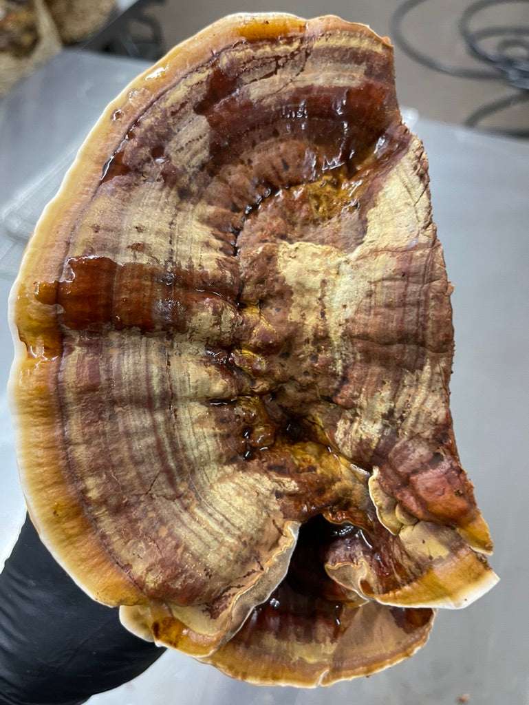 Reishi Dual-Extract Tincture – Immune Balance & Daily Resilience