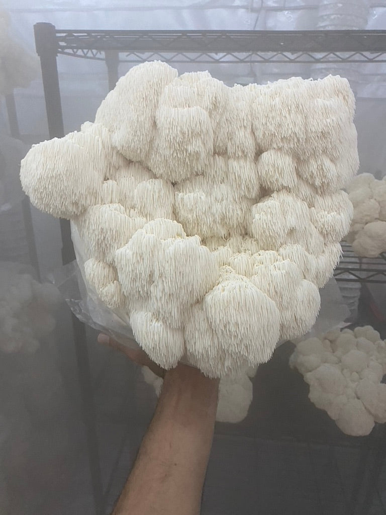 Lion’s Mane 3 (Master Culture Slant) – Mycology Research Grade