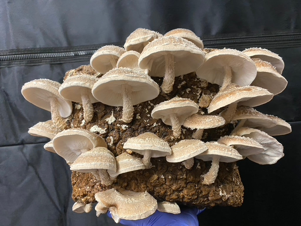 Lentinula Edodes- Shiitake 3782 (Master Culture Slant) – Mycology Research Grade