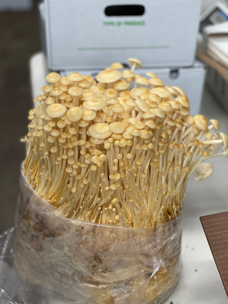 Golden Enoki (Master Culture Slant) – Mycology Research Grade