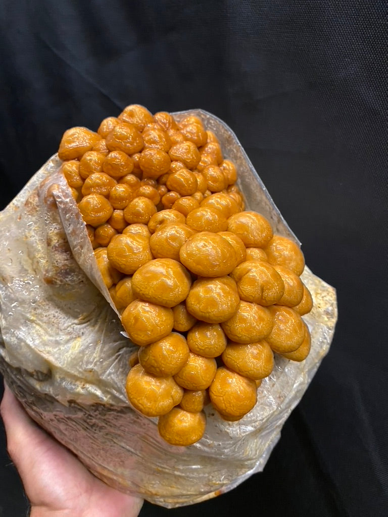 Nameko/Pholiota Nameko (Master Culture Slant) – Mycology Research Grade