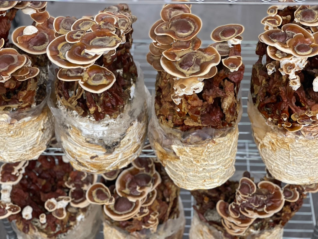 Reishi Mycelium Grain Spawn