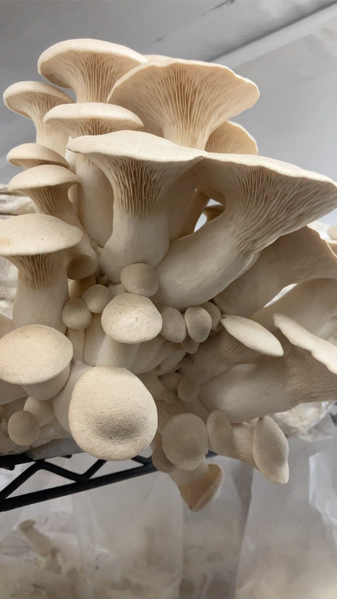 King Trumpet (Master Culture Slant) – Mycology Research Grade