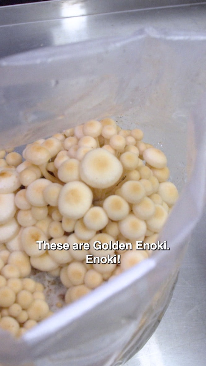 Golden Enoki (Master Culture Slant) – Mycology Research Grade